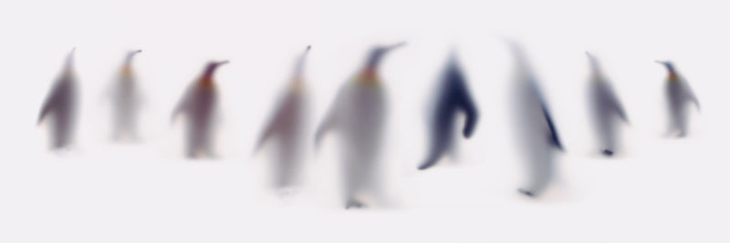 WILD LENS - Penguins