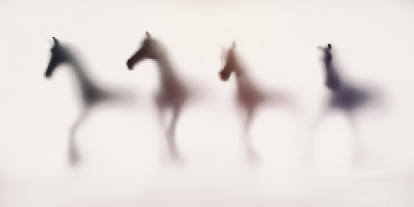 WILD LENS - Horses IV