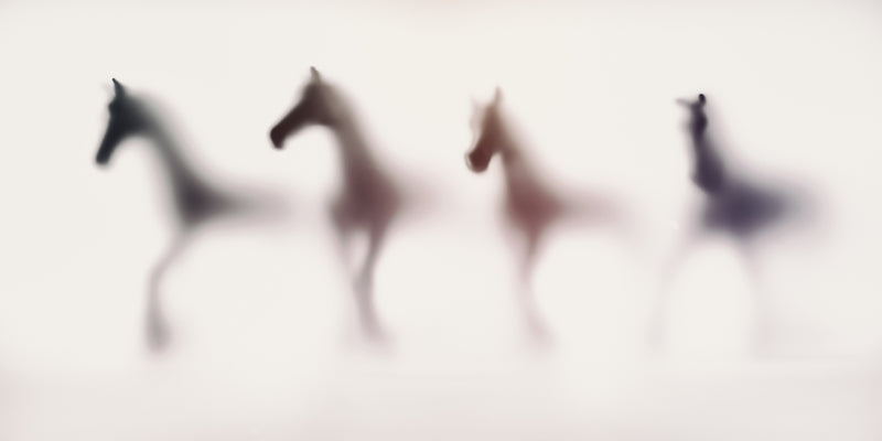 WILD LENS - Horses IV